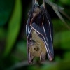 Kalon ramenaty - Cynopterus brachyotis - Lesser Short-nosed Fruit Bat o4180
